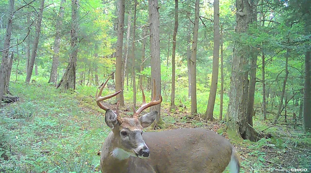 $129,000 | L5.12 North Harpersfield Road, Jefferson, NY 12093