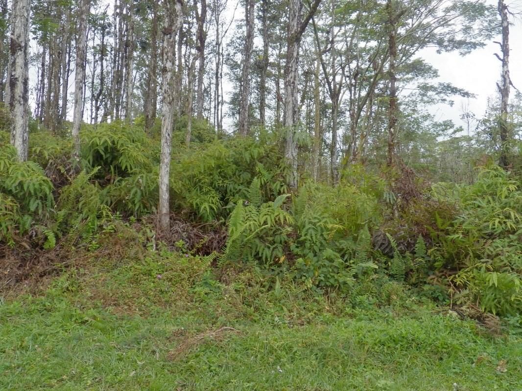 372 Lanai Road Pahoa, HI 96778 - Photo 1 of 3 Gallery Image 1