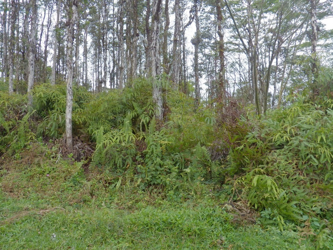 372 Lanai Road Pahoa, HI 96778 - Photo 2 of 3 Gallery Image 2