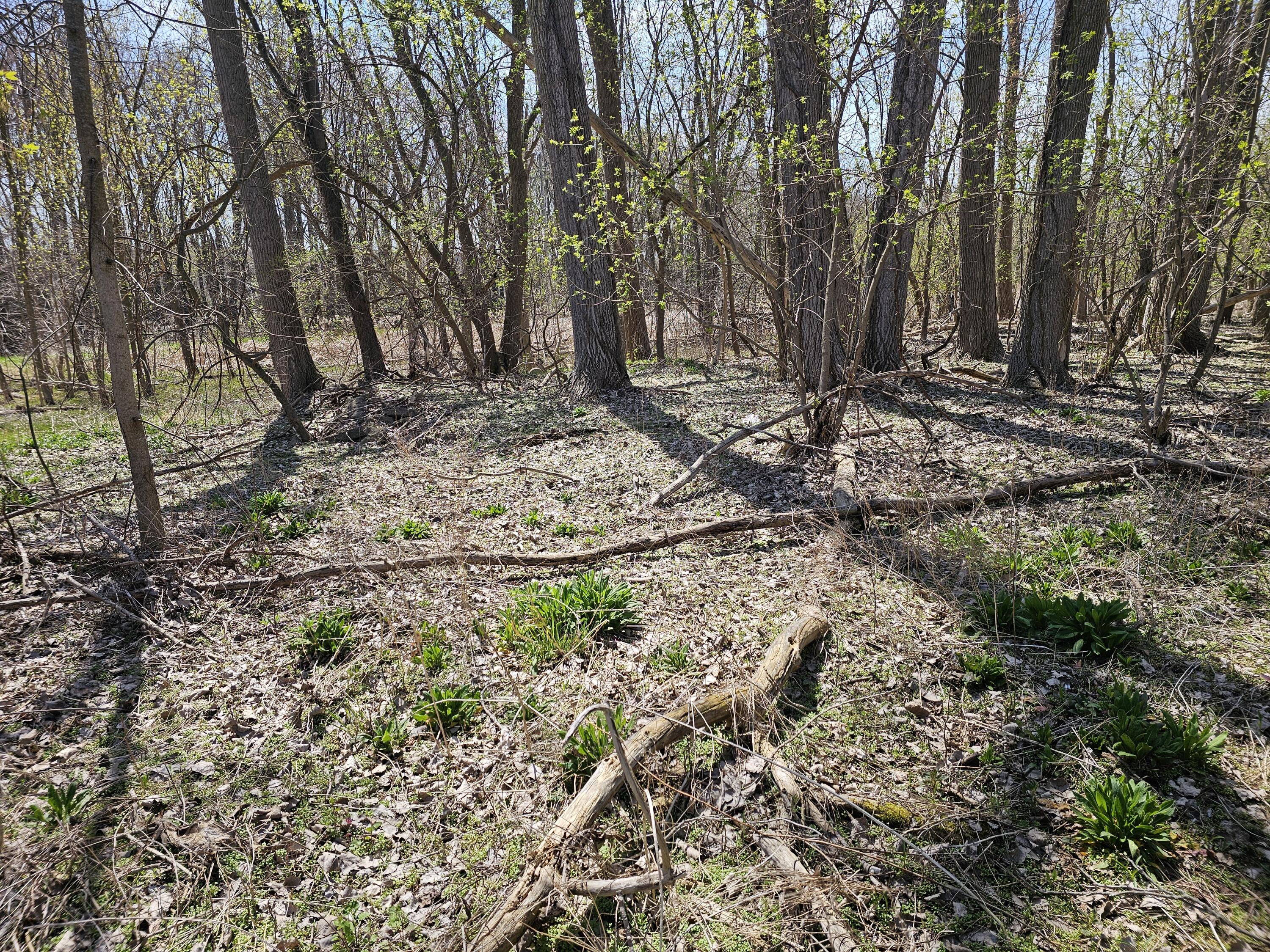 Webber Street Ionia, MI 48846 - Photo 9 of 14 20250424_140332