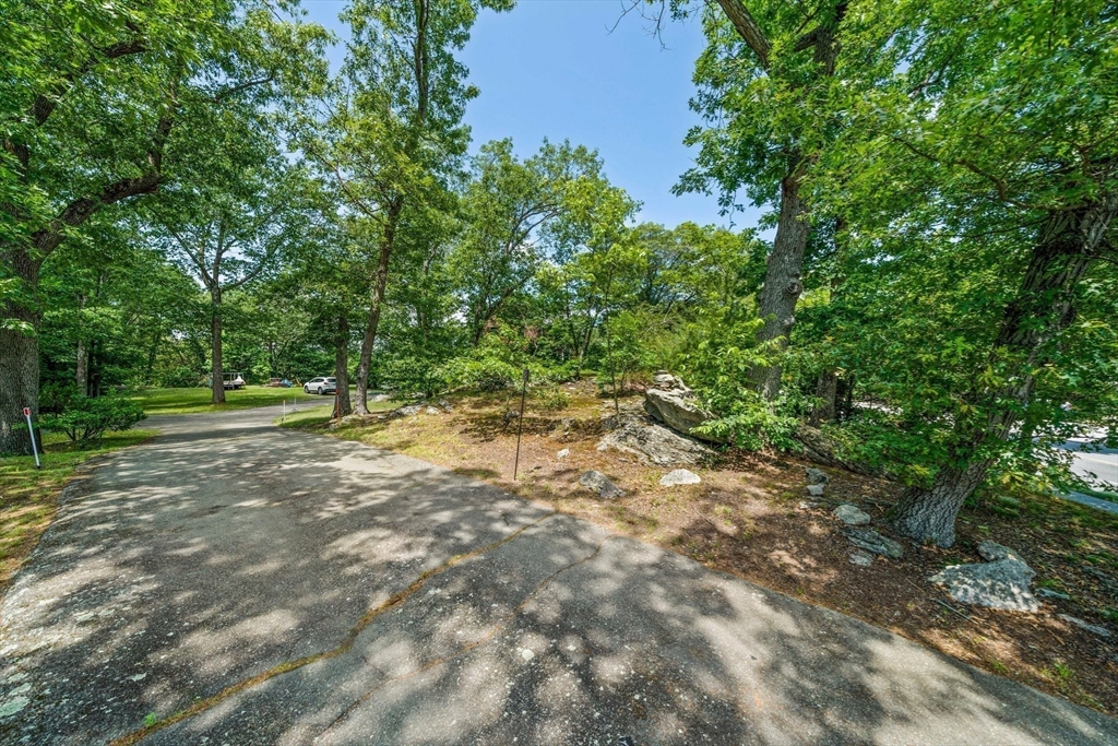 335 Langley Road Newton, MA 02459 - Photo 5 of 15 a view of a yard with plants and trees