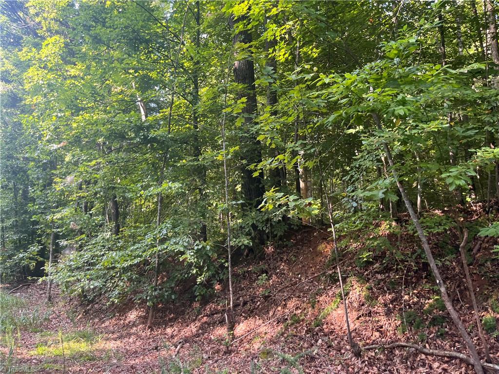 1170 Timber Ridge Road Westfield, NC 27053 - Photo 3 of 20 Gallery Image 3