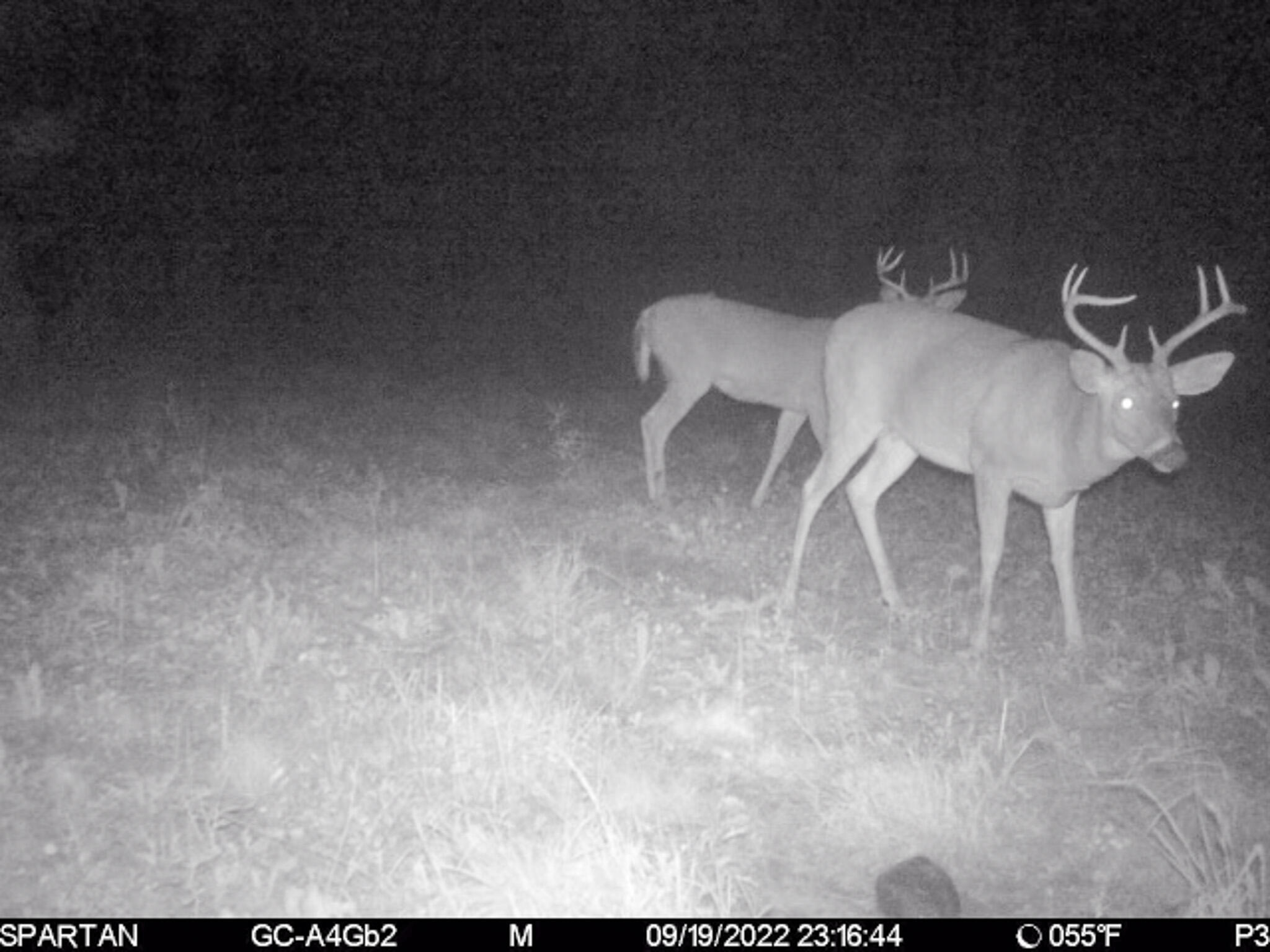 72000 East 46 Road Cadillac, MI 49601 - Photo 32 of 41 1F3E09D9-576B-4989-ACA9-32CC41192DB4