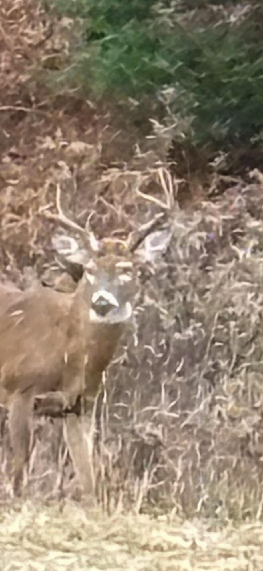 72000 East 46 Road Cadillac, MI 49601 - Photo 36 of 41 E023076D-C601-42F4-BE11-37D67031735E