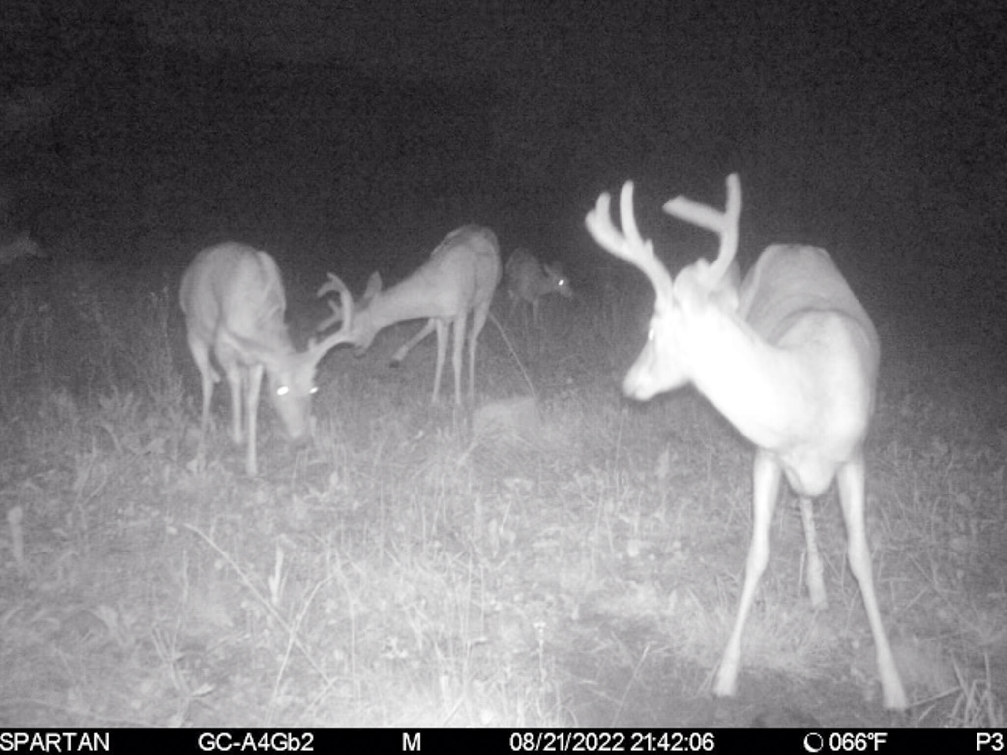 72000 East 46 Road Cadillac, MI 49601 - Photo 39 of 41 14A9FE10-A2D2-4920-A60D-909B737425C1