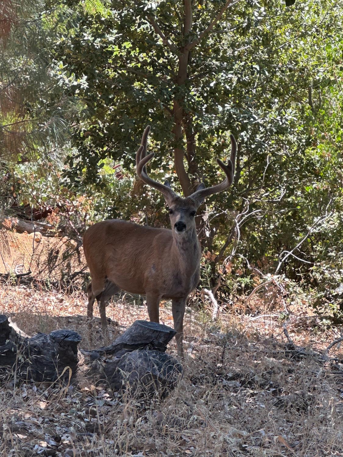 4820 Shooting Star Road Placerville, CA 95667 - Photo 73 of 74 Gallery Image 73