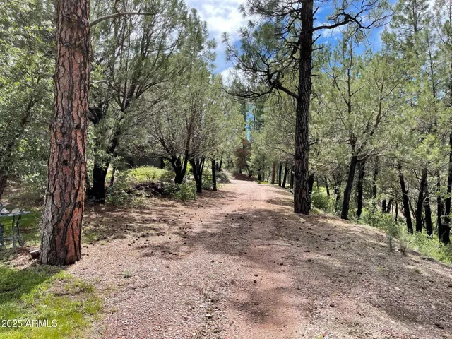 a view of a park with large trees
