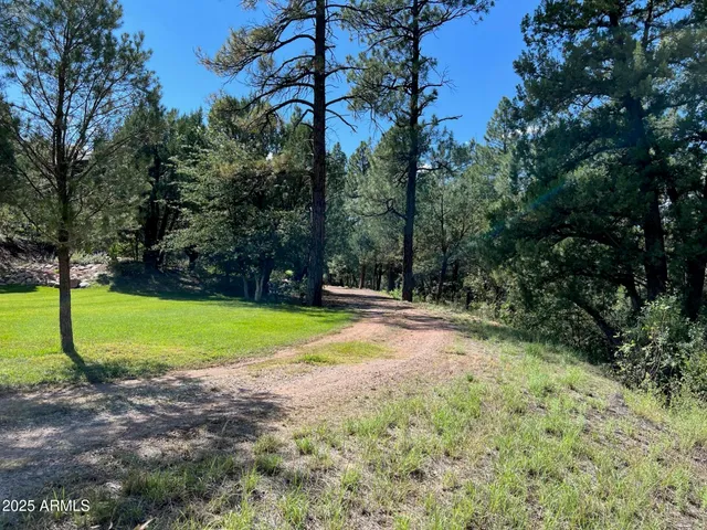 a view of a park with large trees