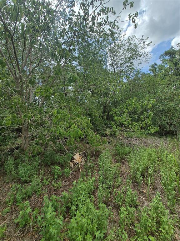 8748 Northeast Jacksonville Road Anthony, FL 32617 - Photo 6 of 9 a view of a lush green forest with lots of trees