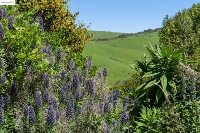 a view of a lush green forest with lots of trees