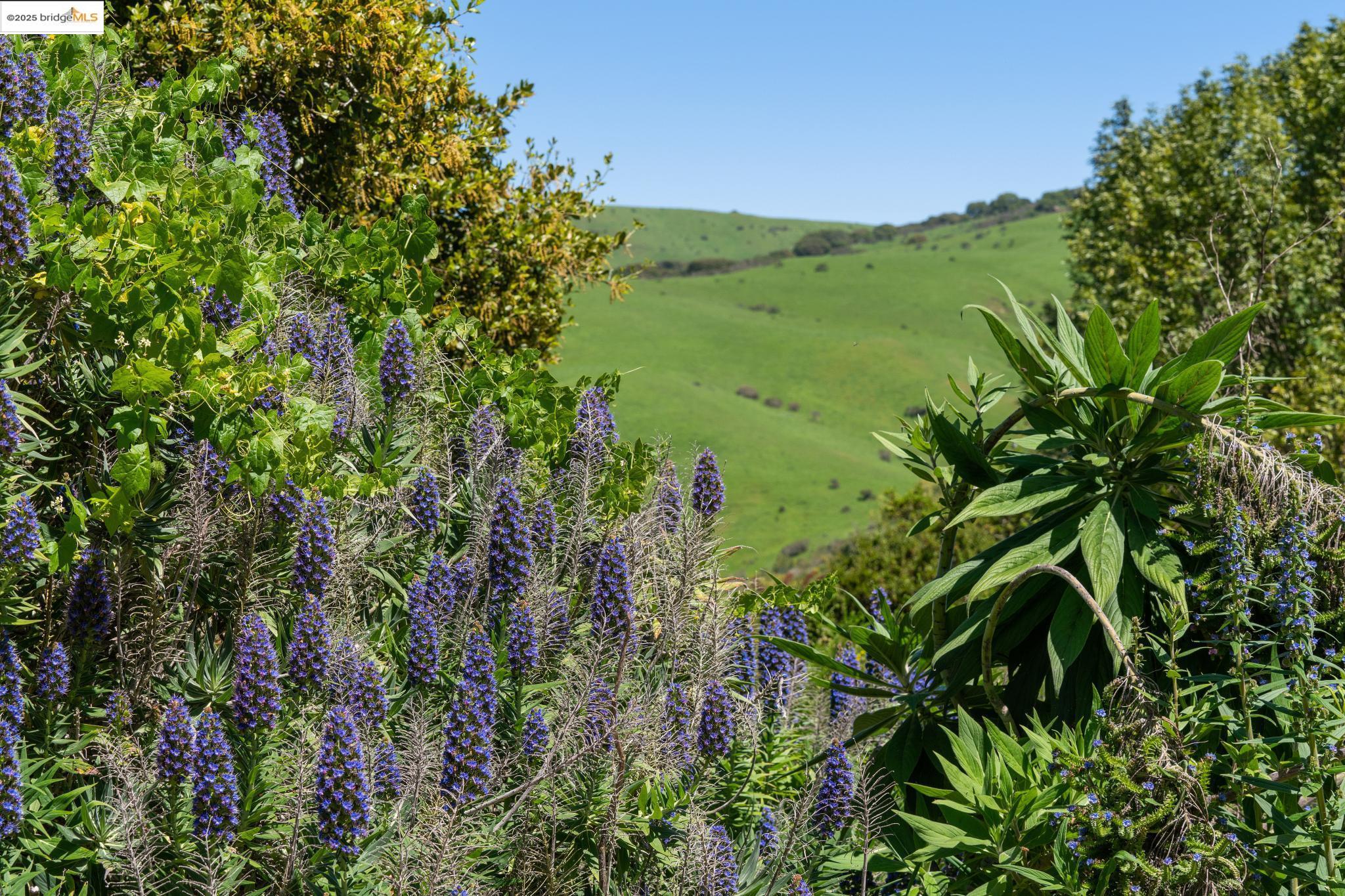 0 Fairview Avenue Richmond, CA 94805 - Photo 27 of 52 a view of a lush green forest with lots of trees