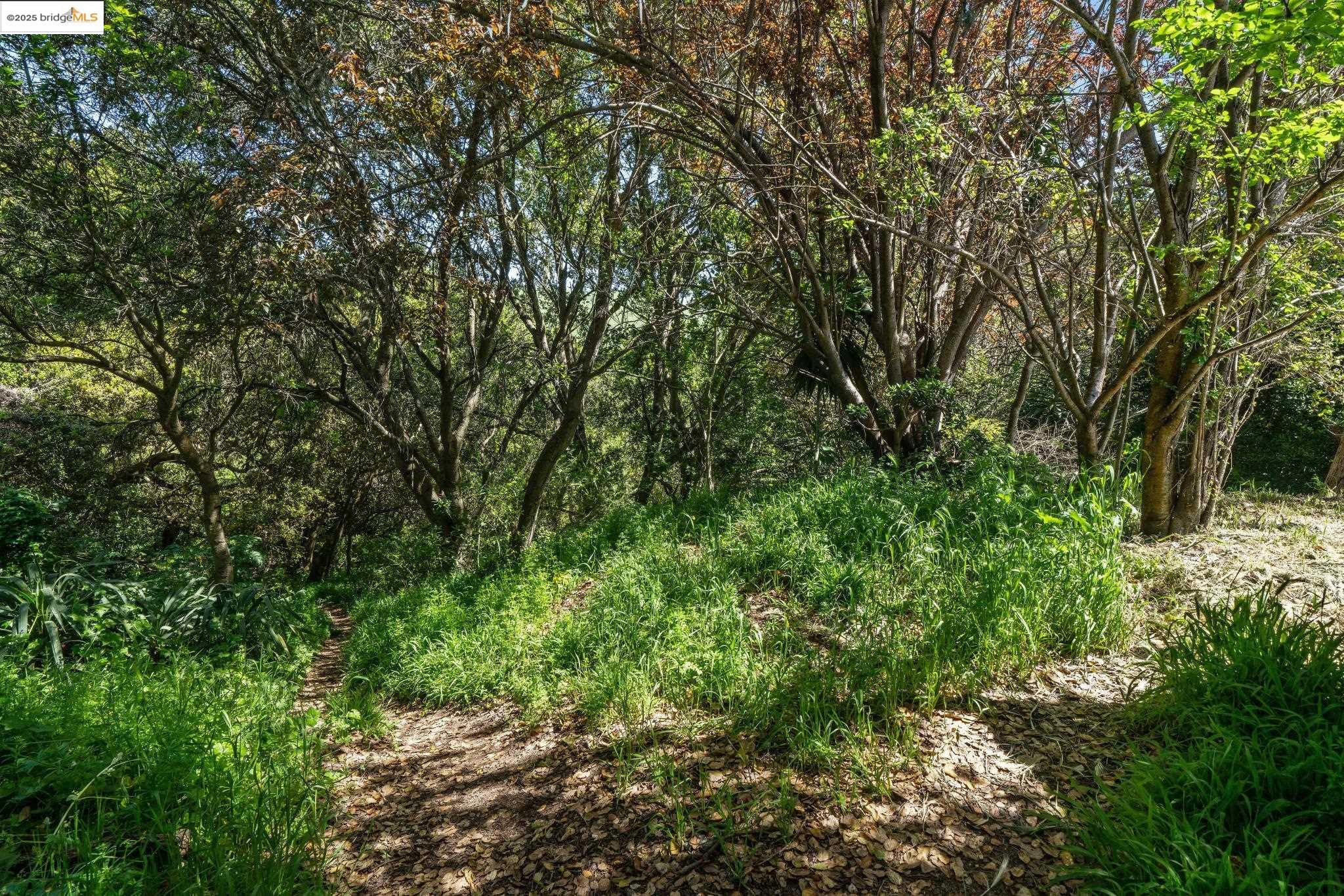 0 Fairview Avenue Richmond, CA 94805 - Photo 28 of 52 a view of a lush green forest
