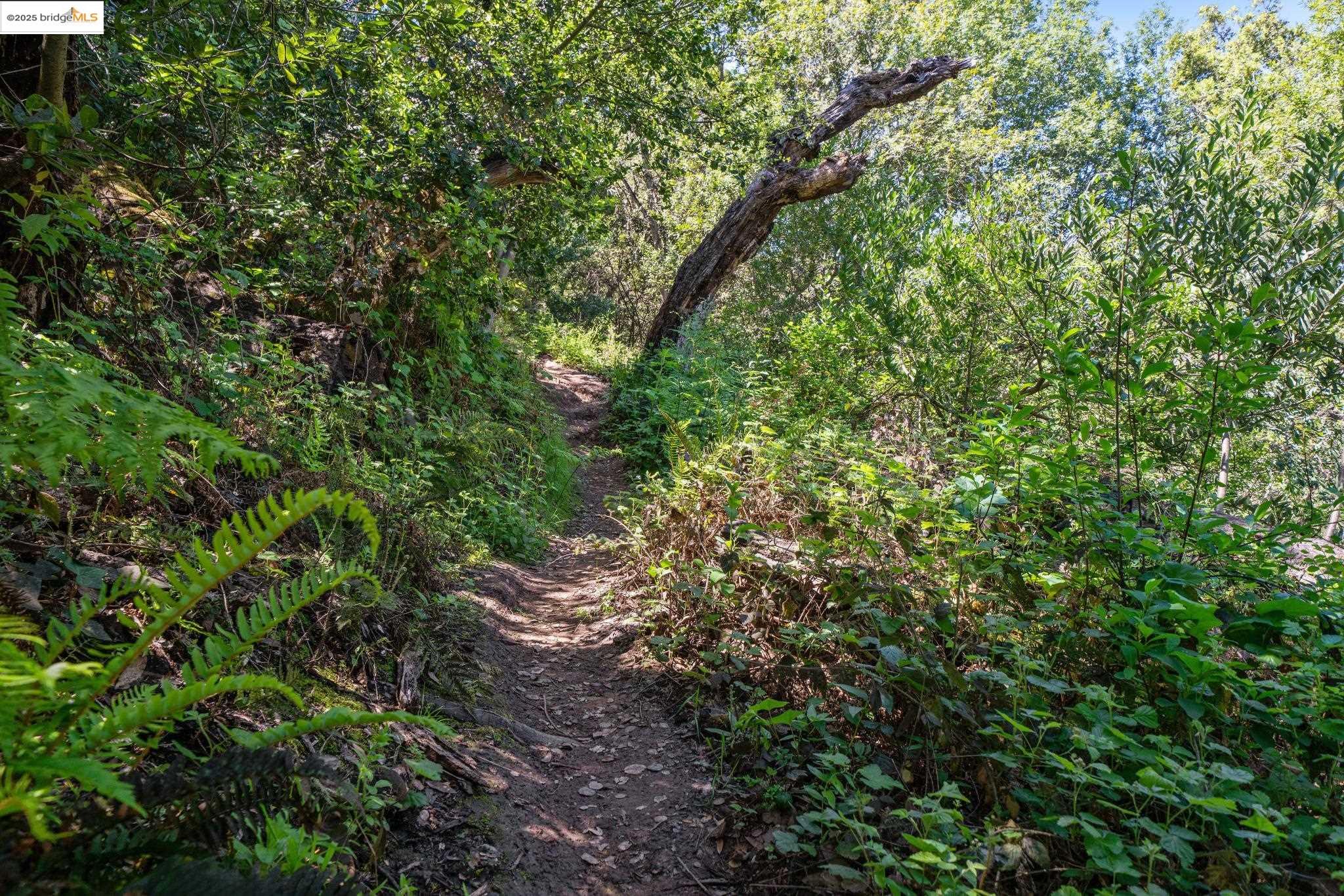 0 Fairview Avenue Richmond, CA 94805 - Photo 29 of 52 a backyard of a house with lots of plants