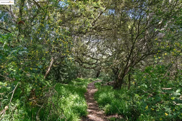 a plant that is in a garden