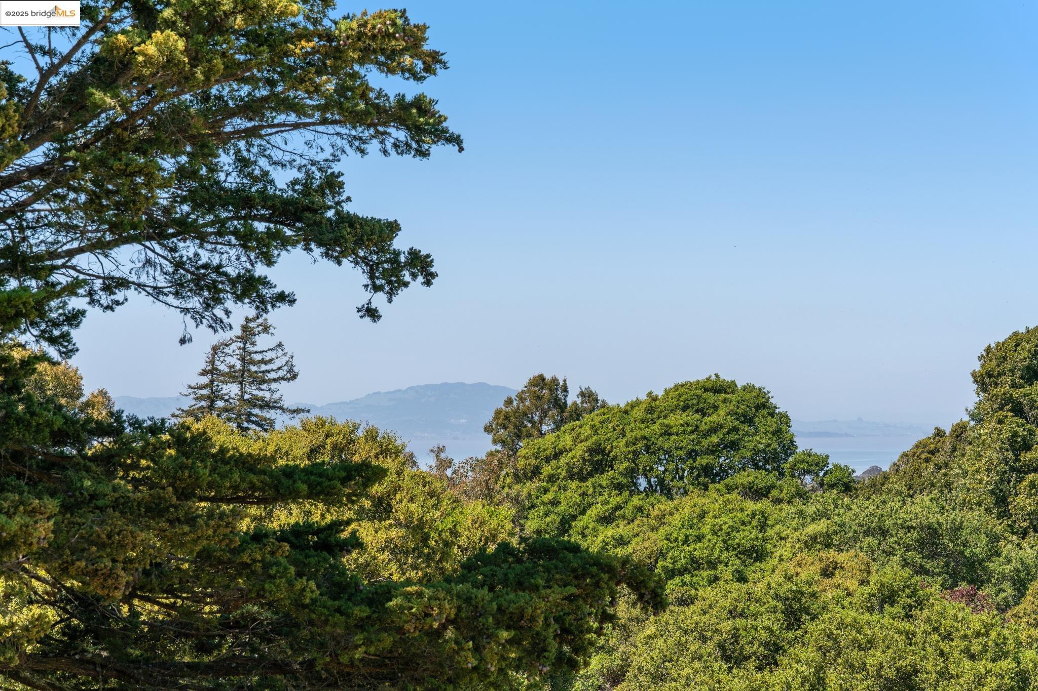 0 Fairview Avenue Richmond, CA 94805 - Photo 31 of 52 a plant that is in a garden