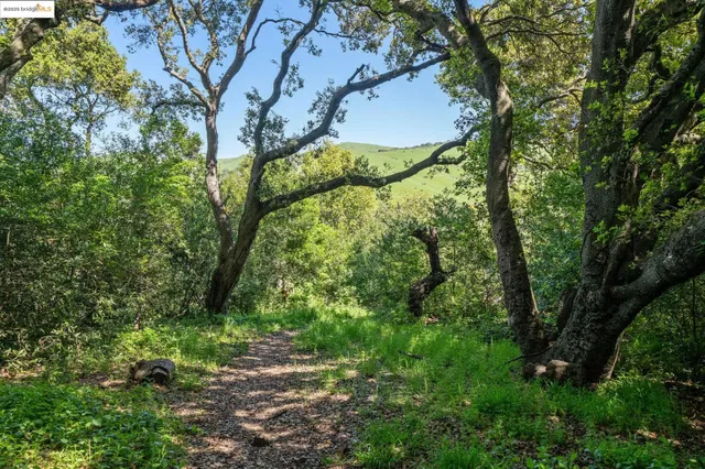 a view of a tree in a yard