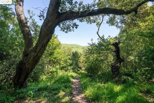 a view of a lush green forest