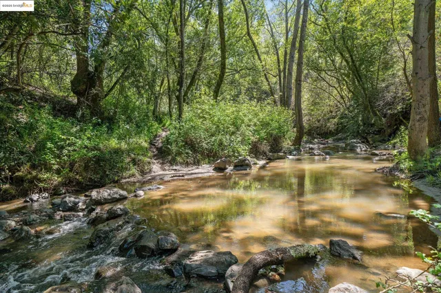 a view of a lush green forest
