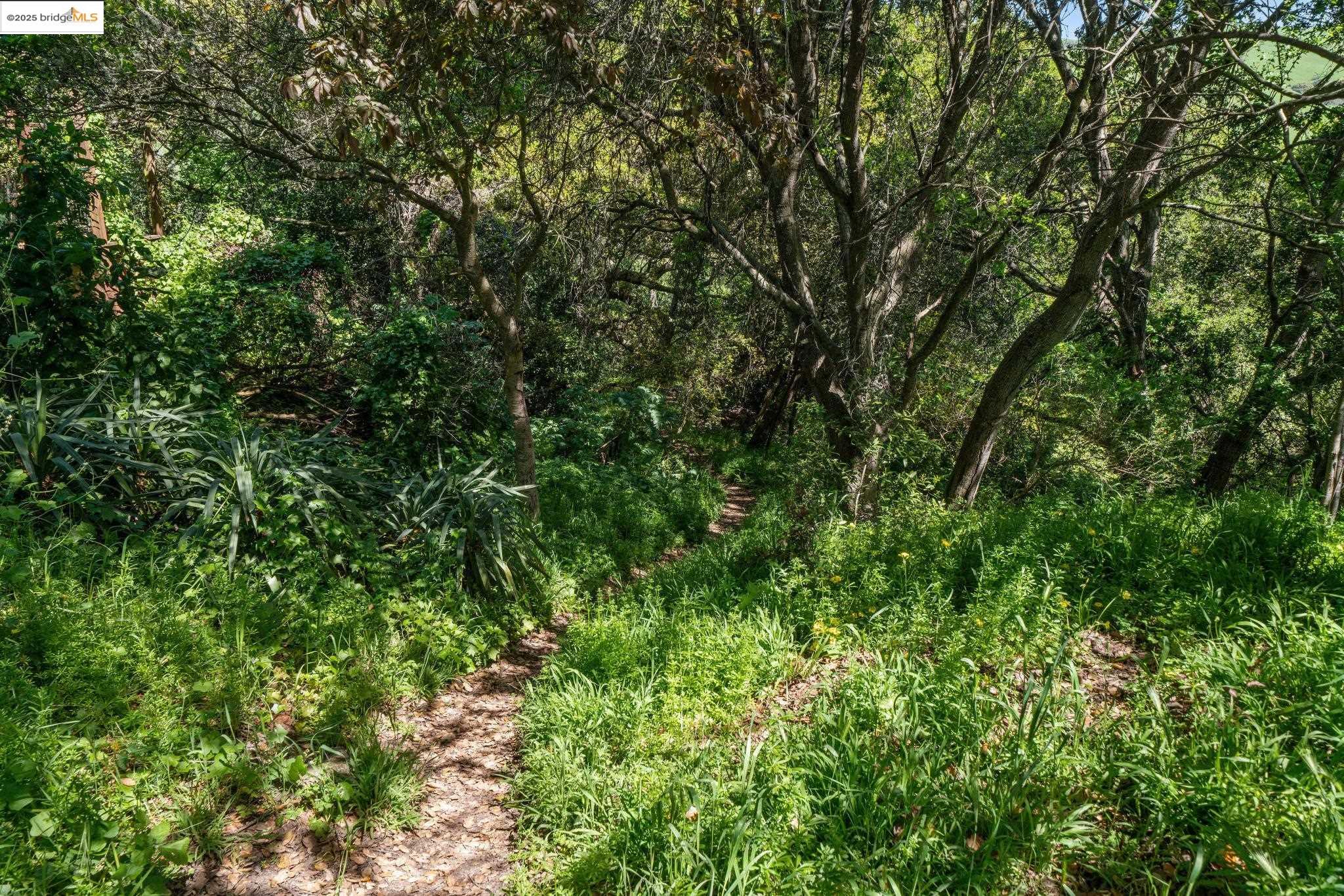0 Fairview Avenue Richmond, CA 94805 - Photo 37 of 52 a view of a lush green forest