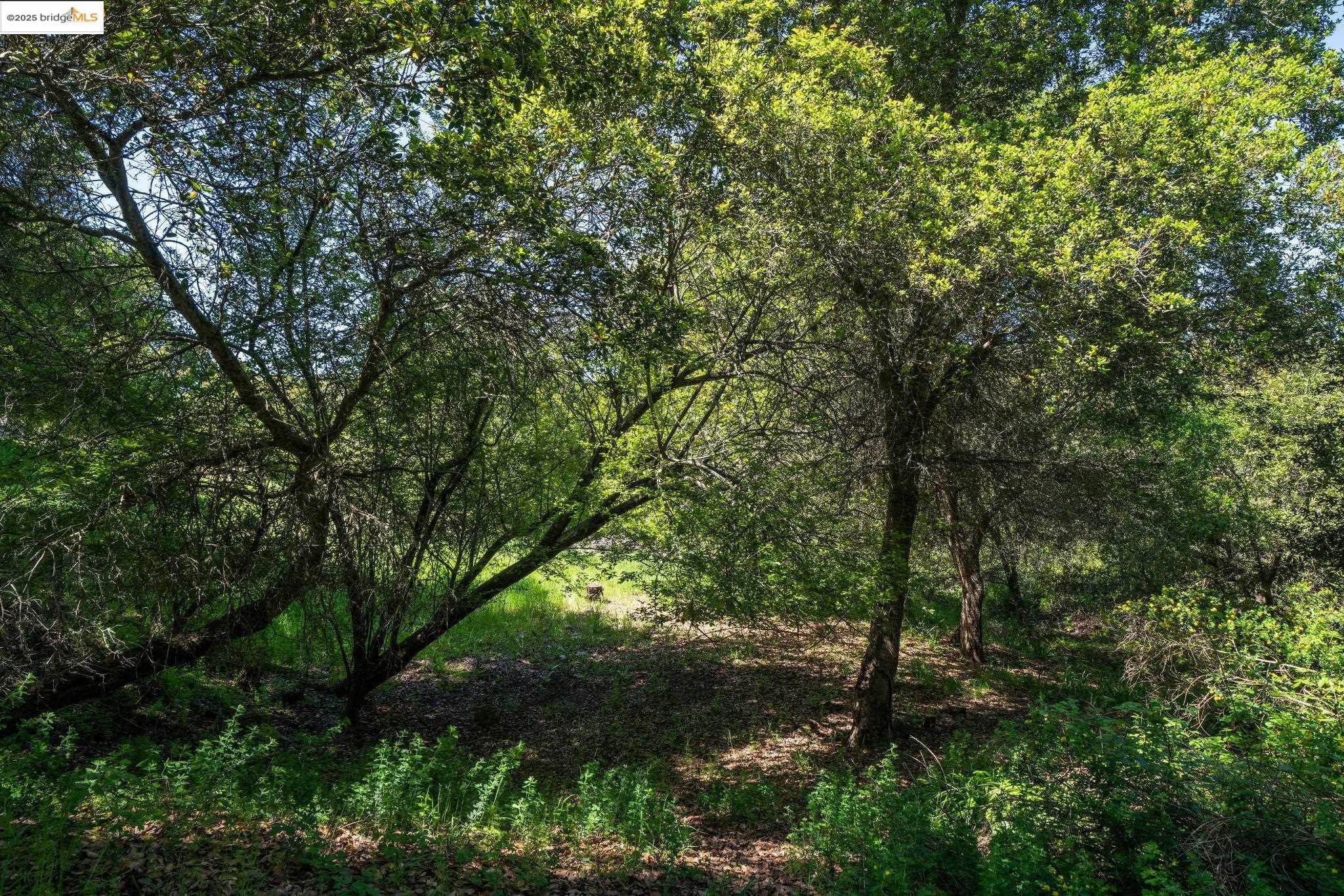 0 Fairview Avenue Richmond, CA 94805 - Photo 38 of 52 a view of forest