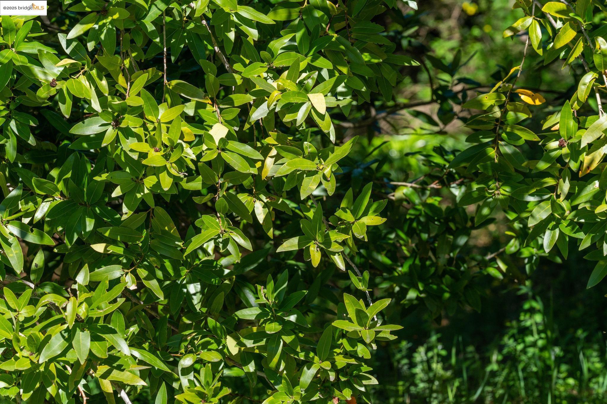 0 Fairview Avenue Richmond, CA 94805 - Photo 39 of 52 a view of a plant