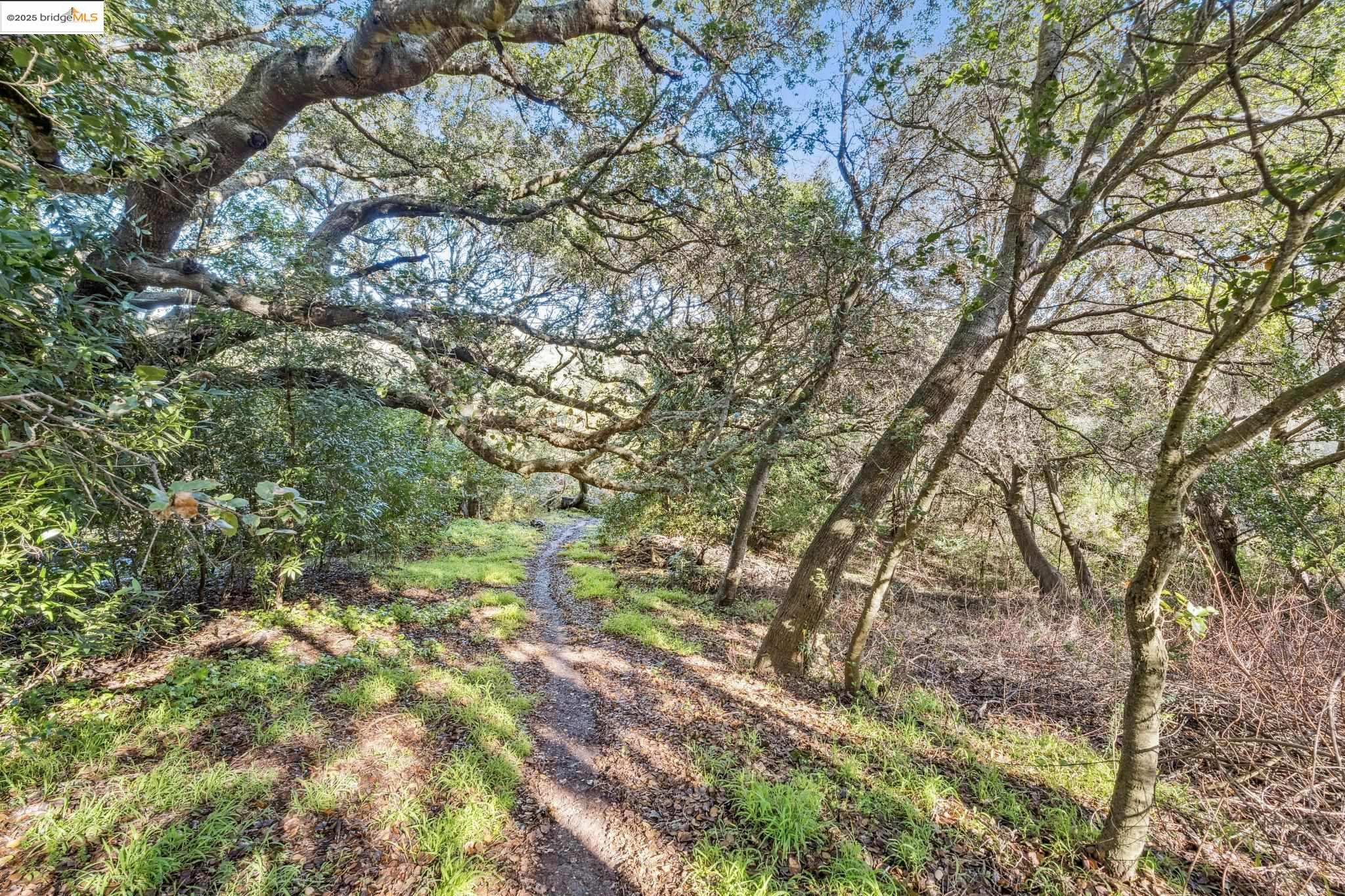 0 Fairview Avenue Richmond, CA 94805 - Photo 47 of 52 a picture of tree