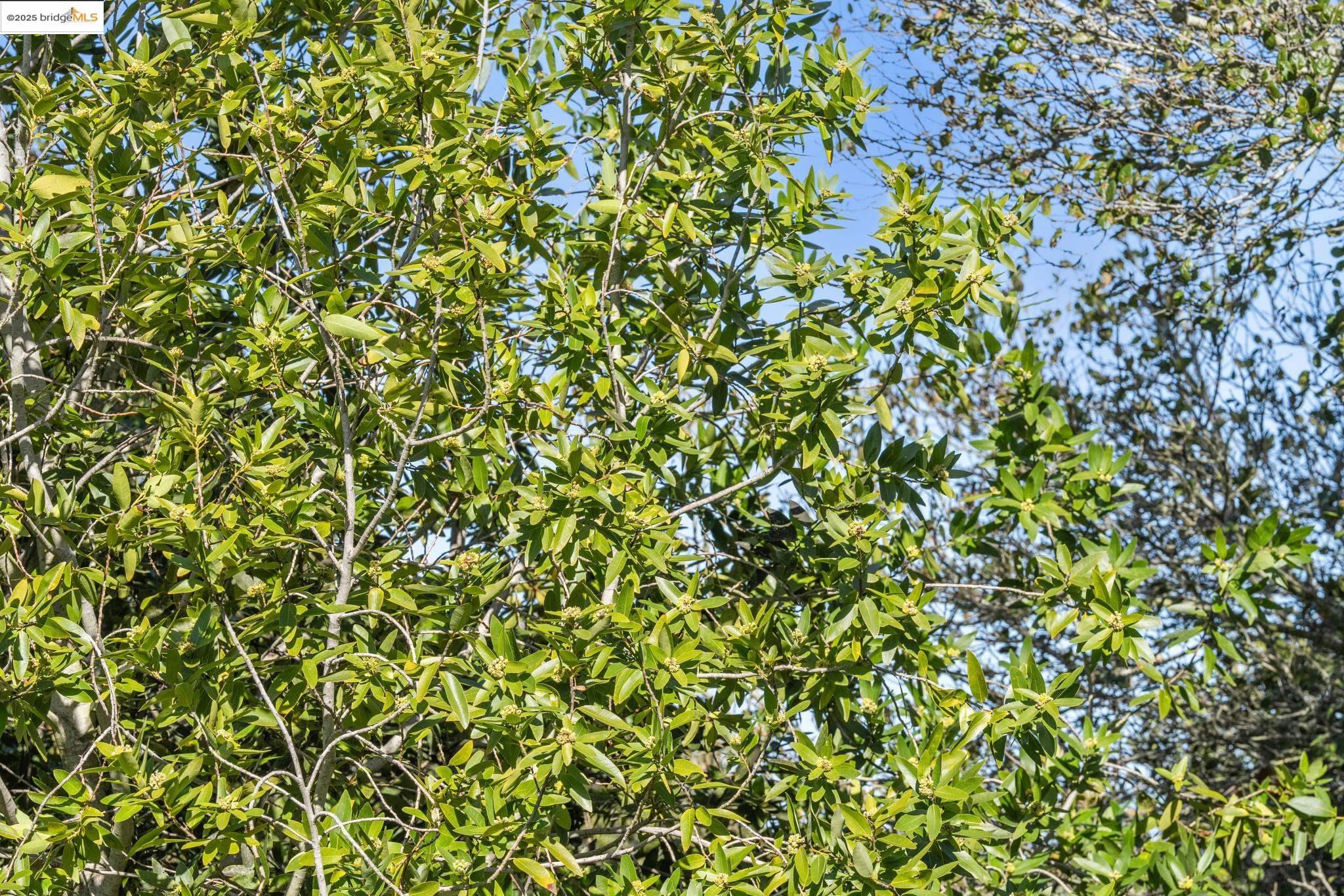 0 Fairview Avenue Richmond, CA 94805 - Photo 52 of 52 a view of a tree