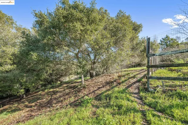 a view of a yard with large trees