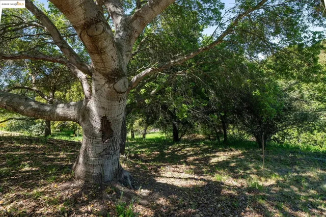 a view of a tree in a yard