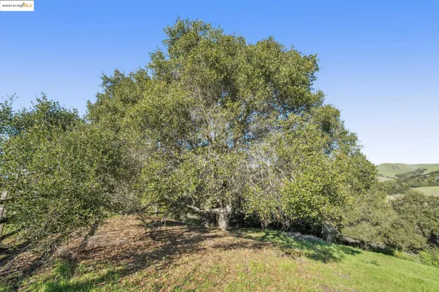 a view of a yard with a tree