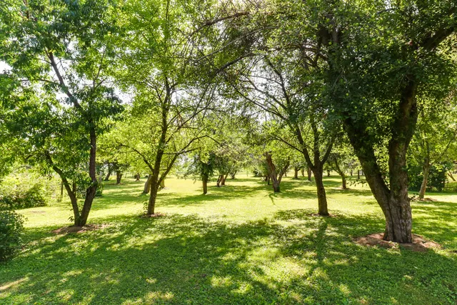 a view of yard with green space