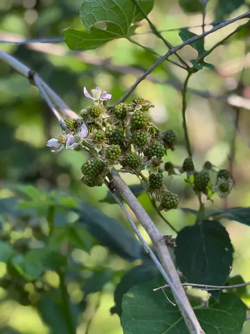 an aerial view of a garden with houses