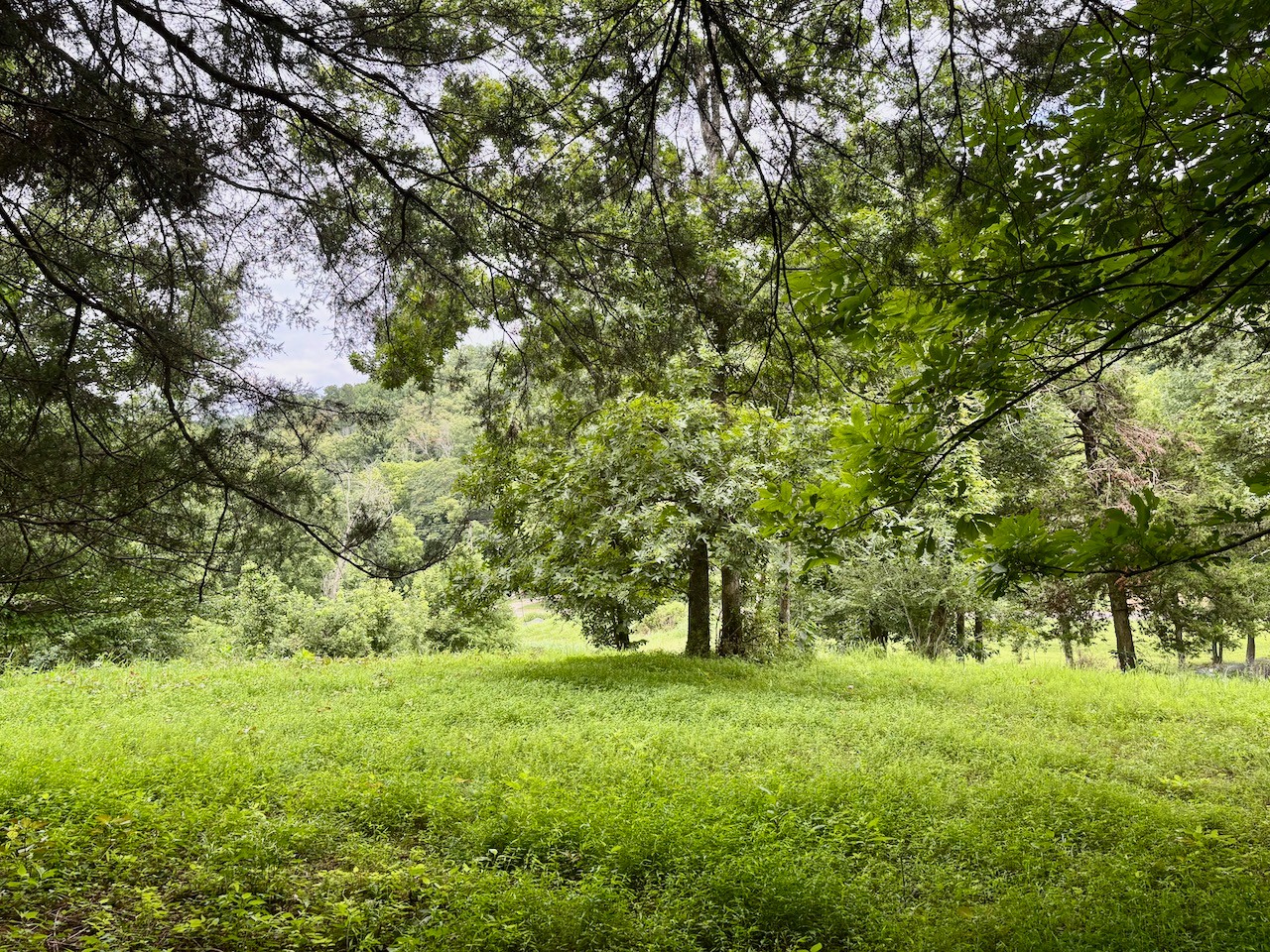 564 Dry Branch Road Dixon Springs, TN 37057 - Photo 5 of 6 Gallery Image 5