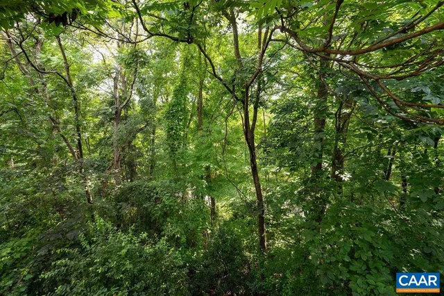 a view of a lush green forest