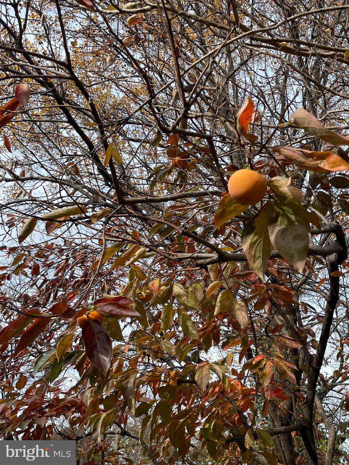 2934 Craiglawn Road Silver Spring, MD 20904 - Photo 37 of 39 37 - Fruit of the Persimmon Trees - Rear