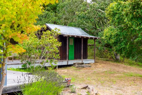 a view of a tree with a plant in back