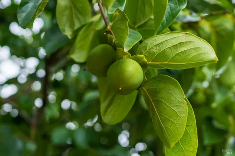 a front view of a house with garden and wooden fence