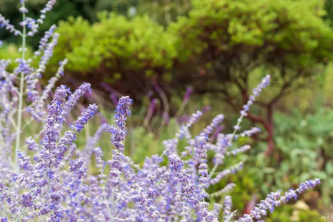 a view of a yard with plants and trees