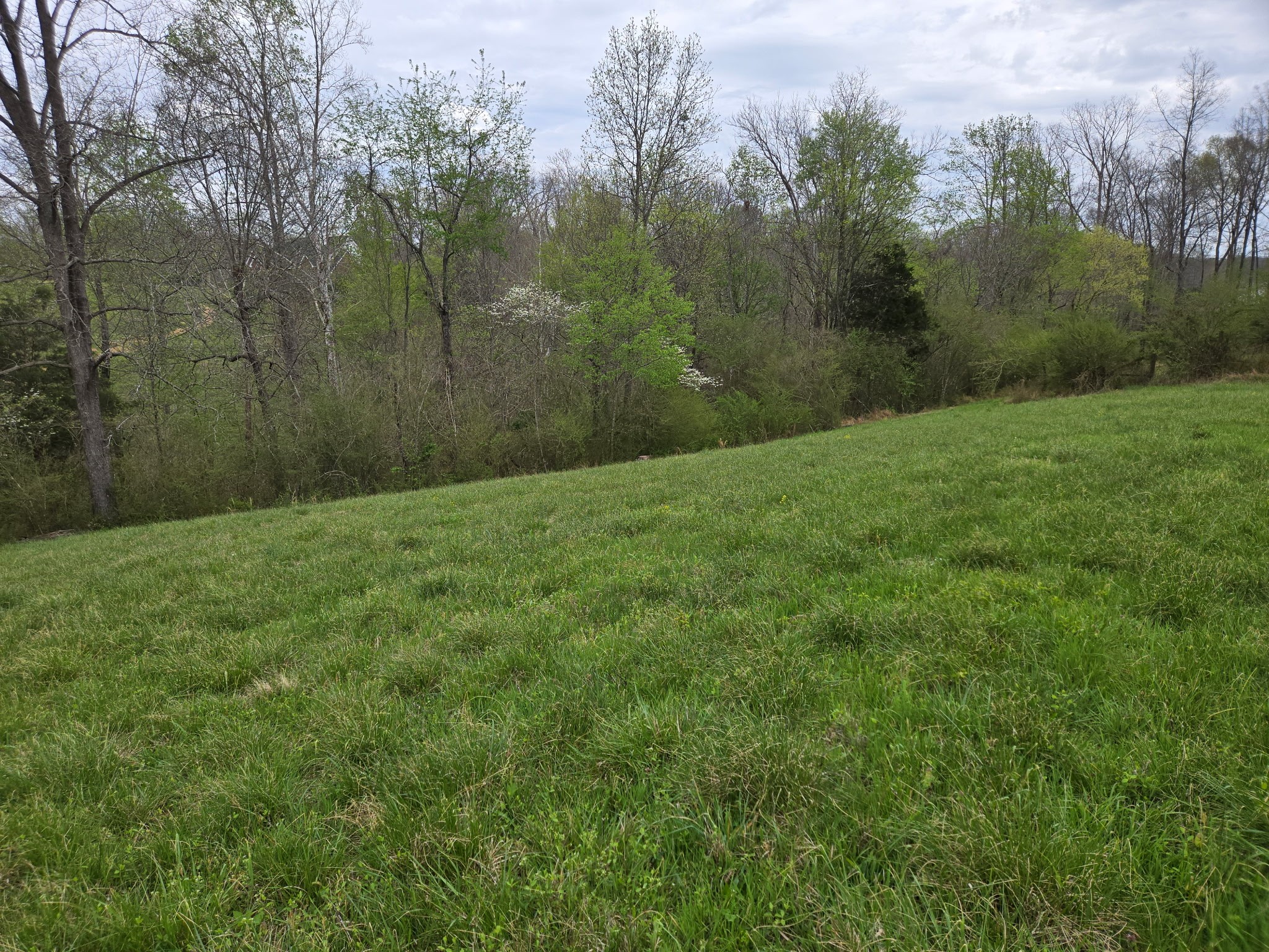 0 Cowan Road Dickson, TN 37055 - Photo 4 of 18 a view of a big yard with plants and large trees