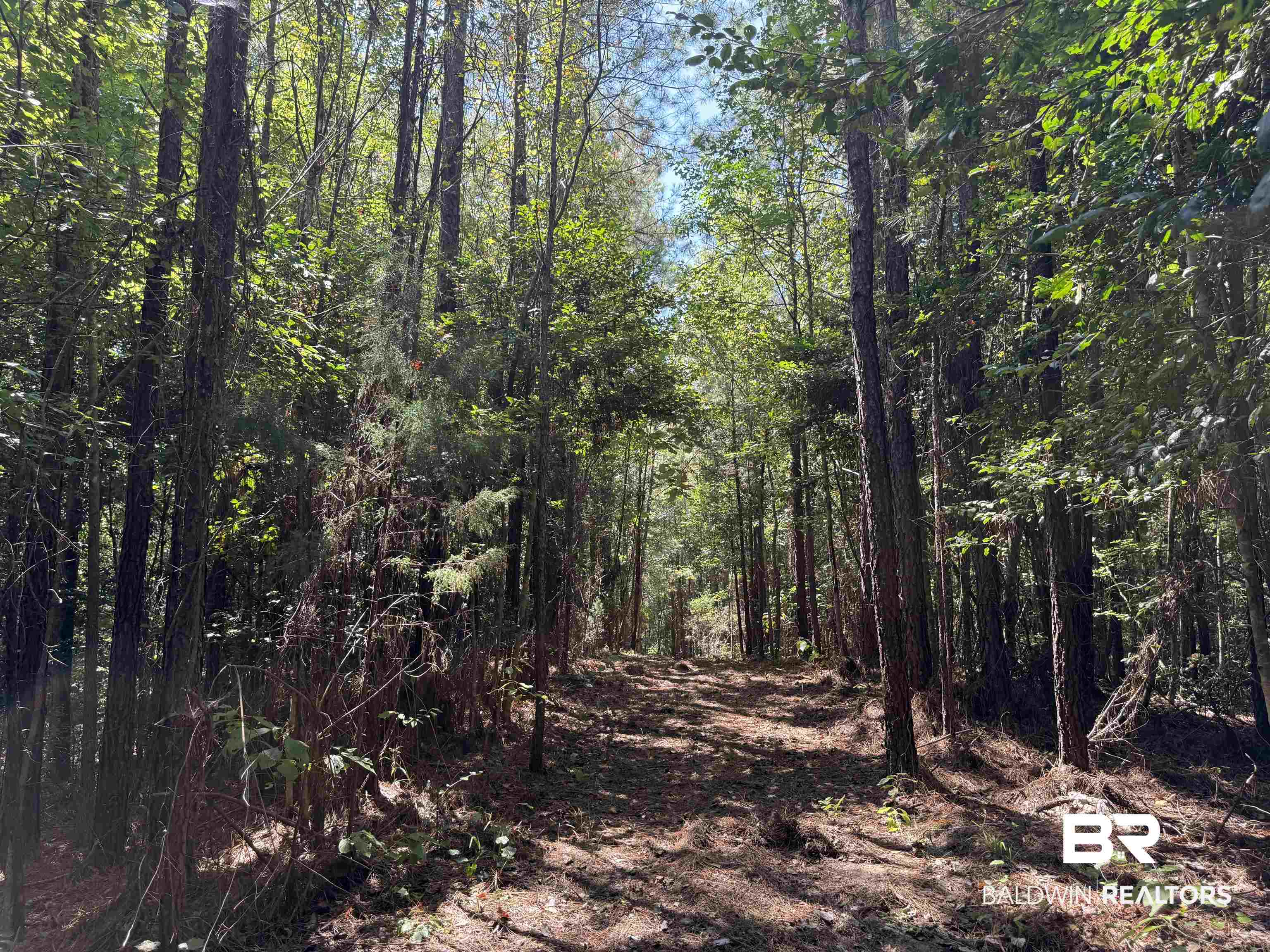 13850 Tallahatta Springs Road Thomasville, AL 36784 - Photo 20 of 27 View of tree filled area