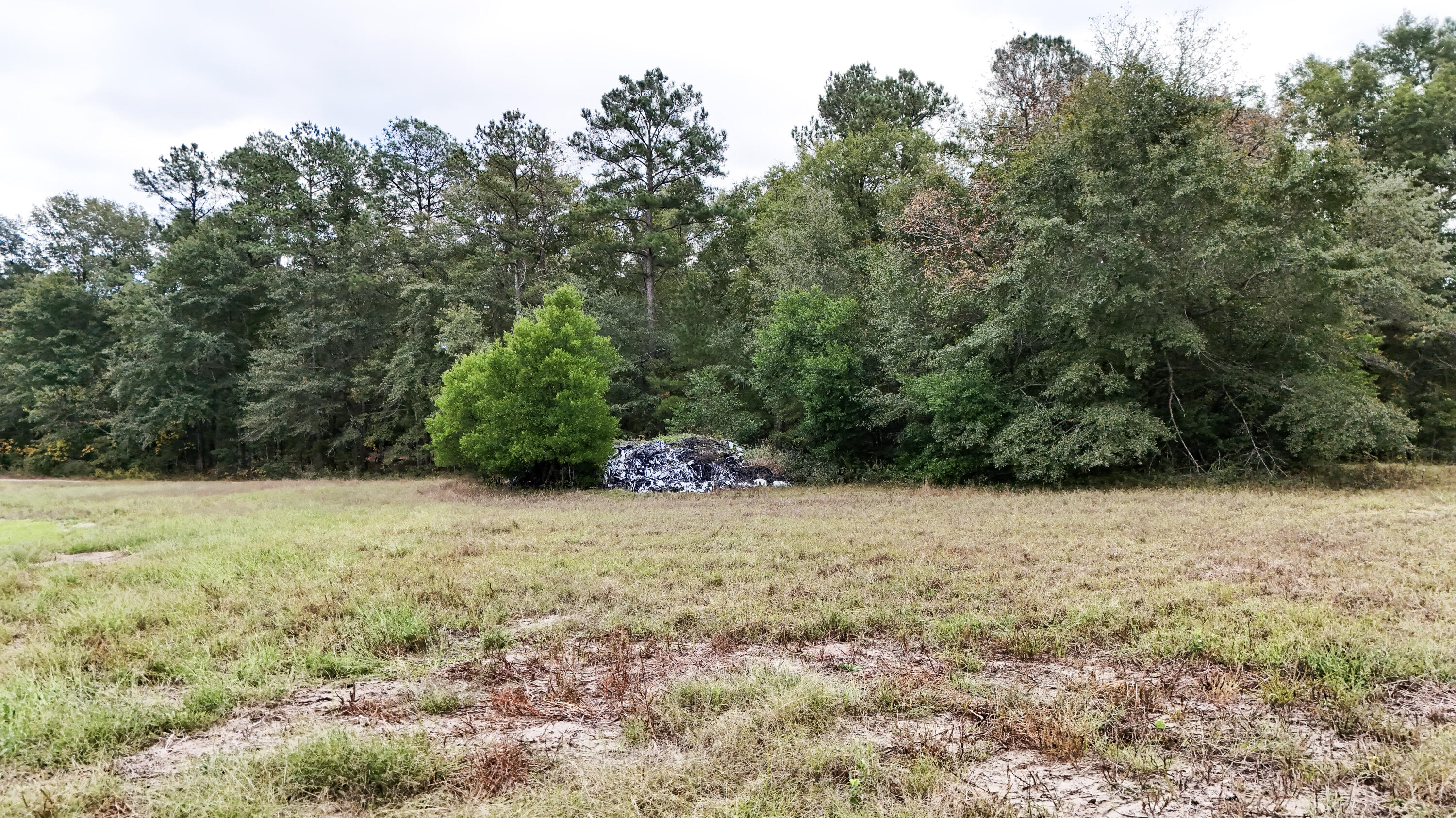 0 Chavis Road Blackville, SC 29817 - Photo 20 of 22 3-DJI_20251031050449_0270_D