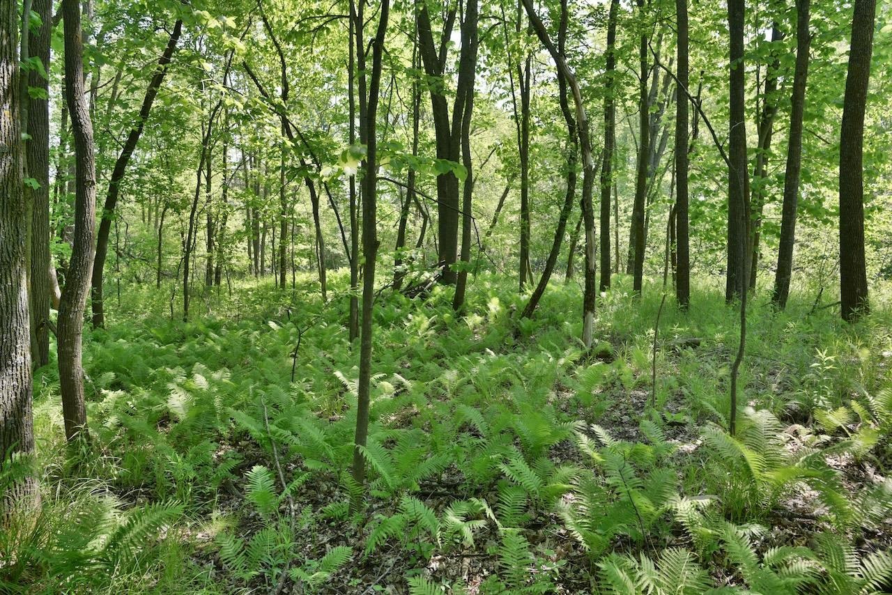 61817 Marengo River Road Marengo, WI 54855 - Photo 39 of 50