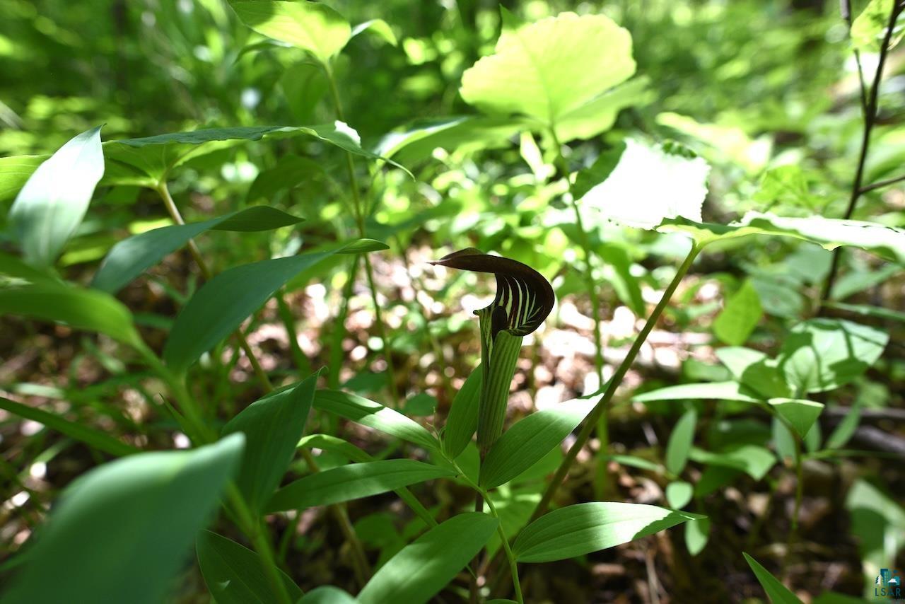 61817 Marengo River Road Marengo, WI 54855 - Photo 41 of 50
