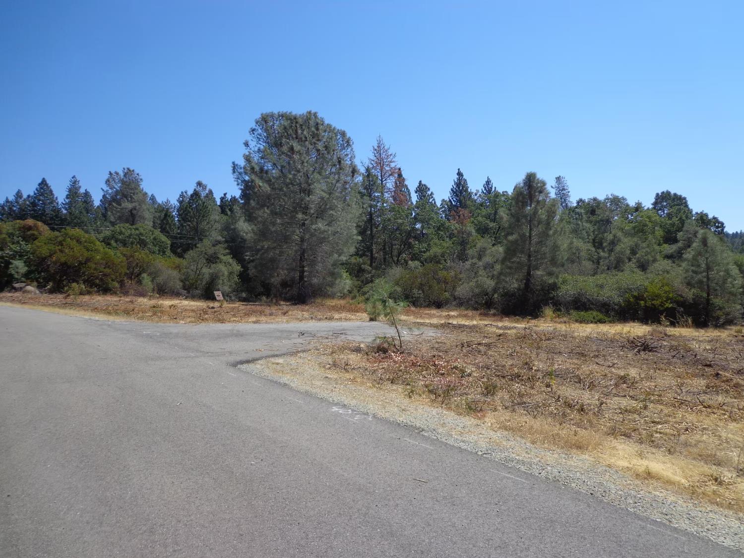 0 Black Butte Road Shingletown, CA 96088 - Photo 8 of 12 a view of a dry yard with trees in the background