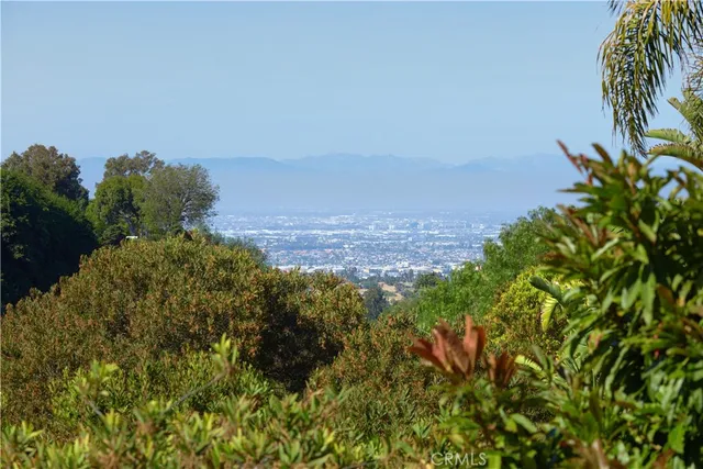 a view of a large trees with lots of bushes