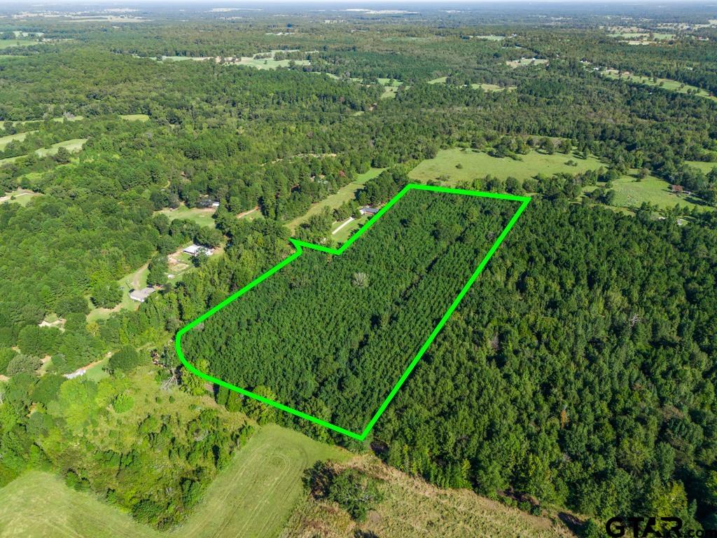 Tbd Cat Road Gilmer, TX 75644 - Photo 19 of 22 a view of a lush green forest with lots of trees