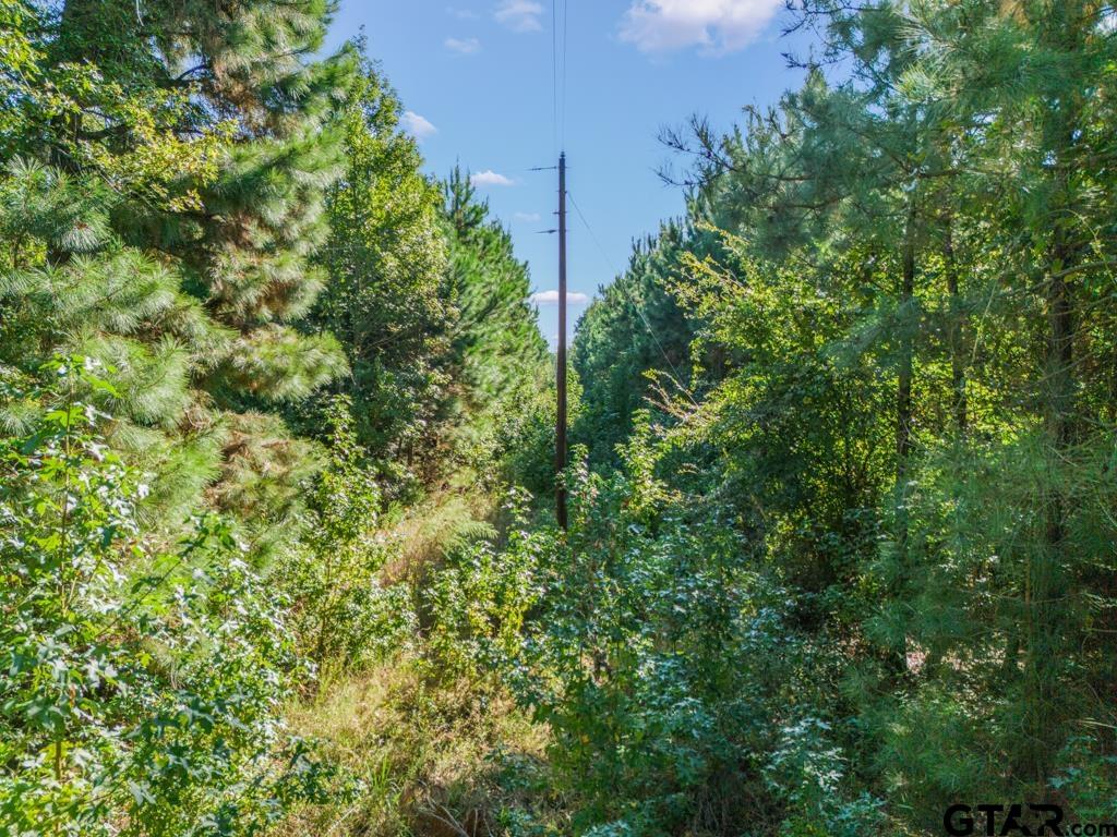 Tbd Cat Road Gilmer, TX 75644 - Photo 20 of 22 a view of a house with a lush green forest