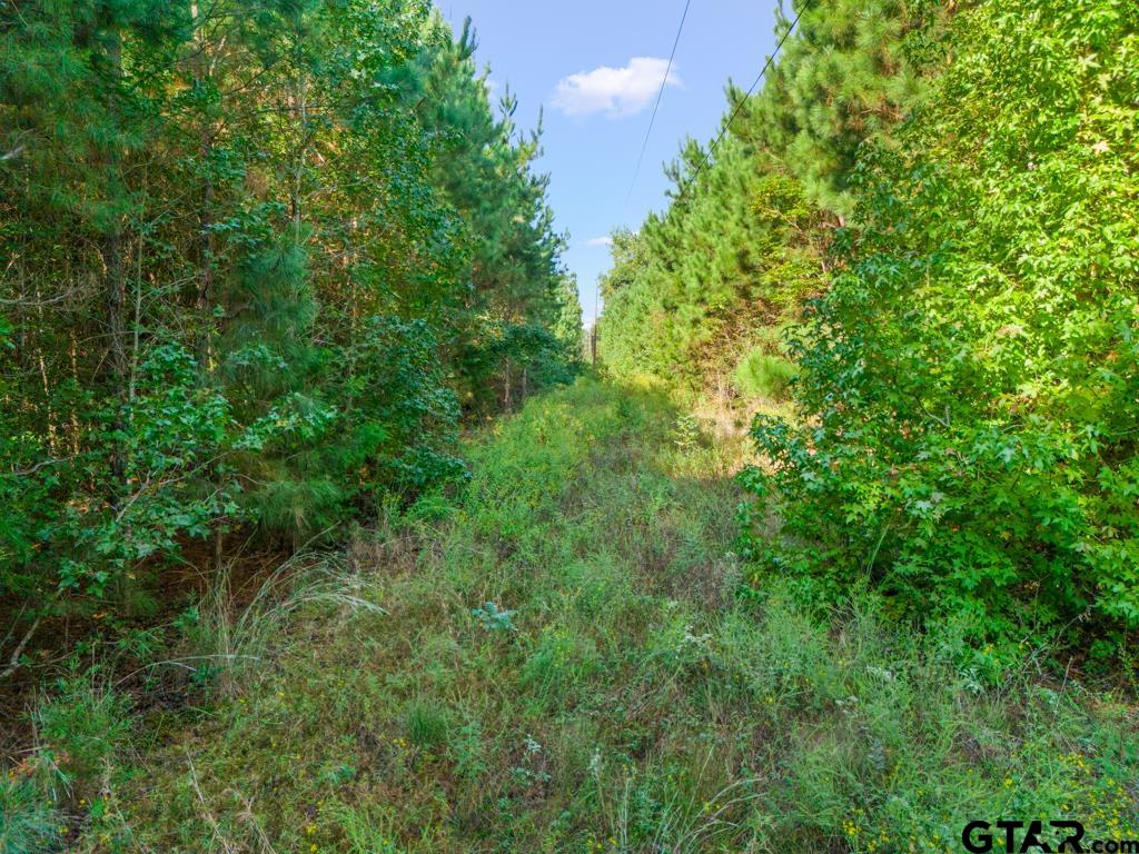 Tbd Cat Road Gilmer, TX 75644 - Photo 5 of 22 a view of a lush green space