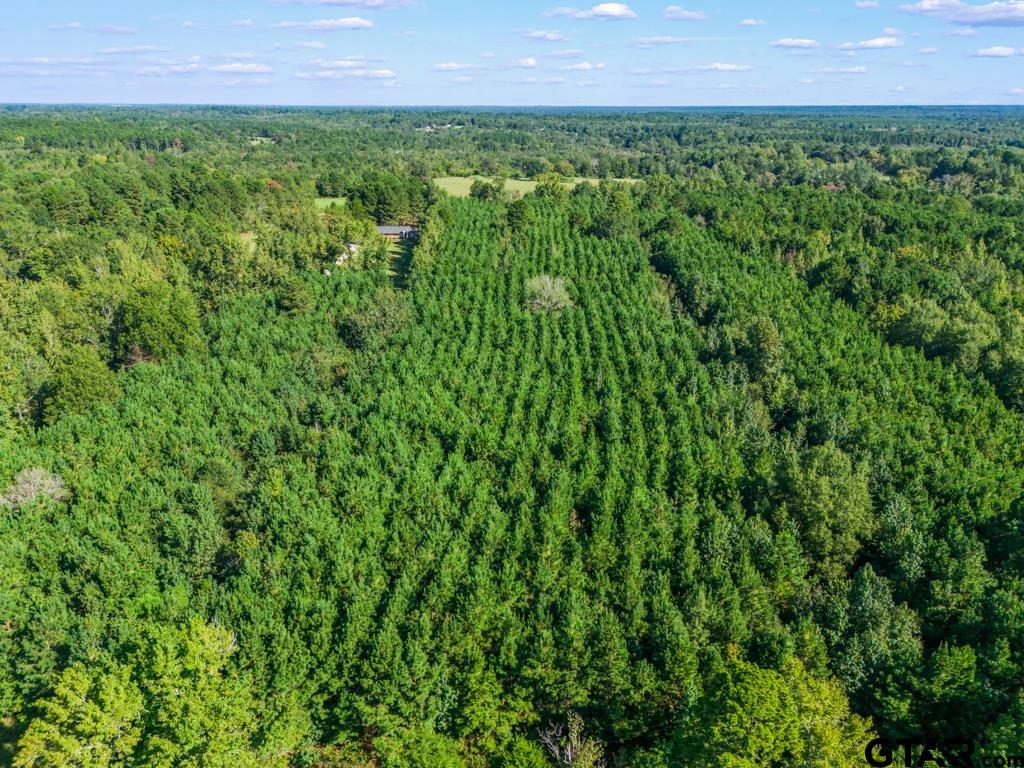 Tbd Cat Road Gilmer, TX 75644 - Photo 8 of 22 a view of a lush green space