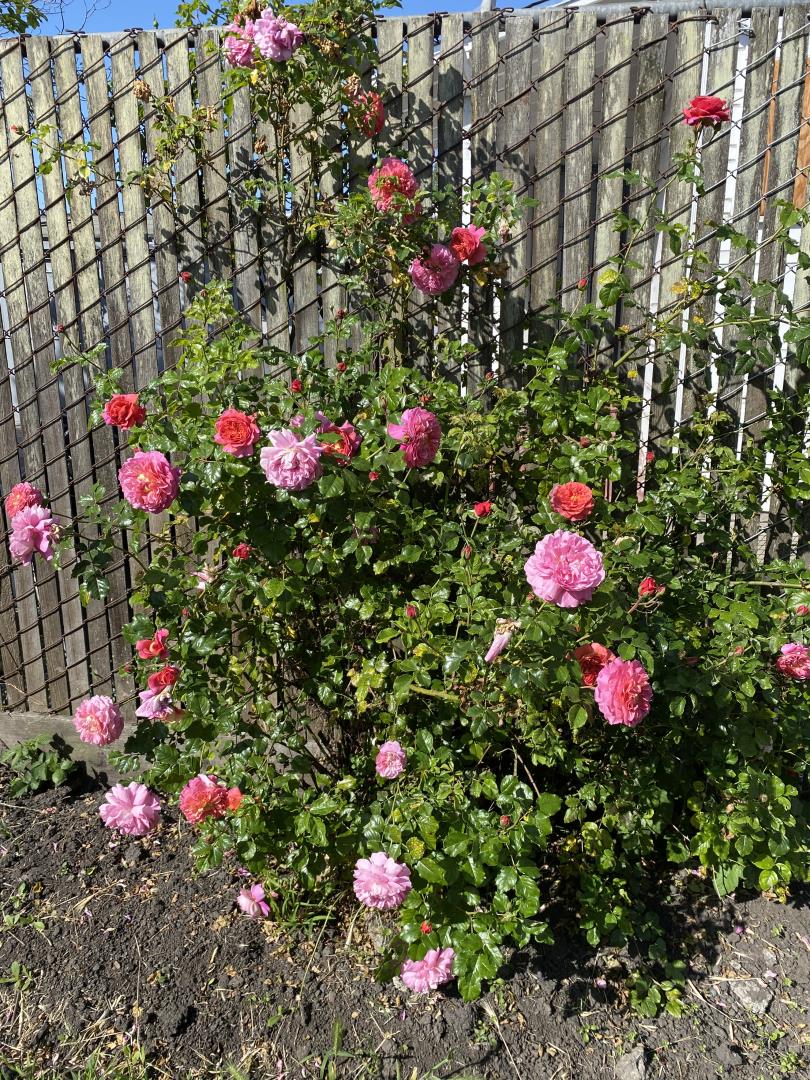 1132 85th Avenue Oakland, CA 94621 - Photo 26 of 28 a view of a flower in a yard